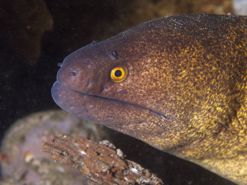 Moray eel, Sabang Wreck